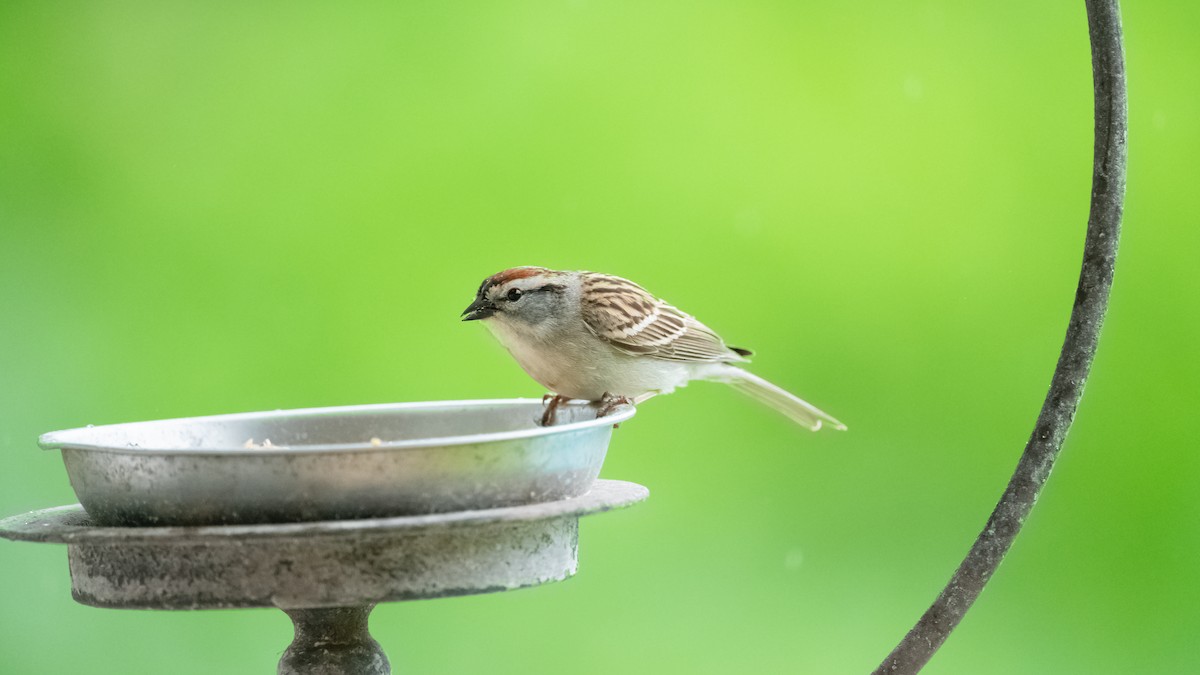Chipping Sparrow - ML620434240