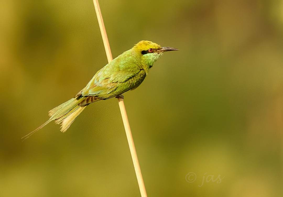Asian Green Bee-eater - Jasvinder Nagi