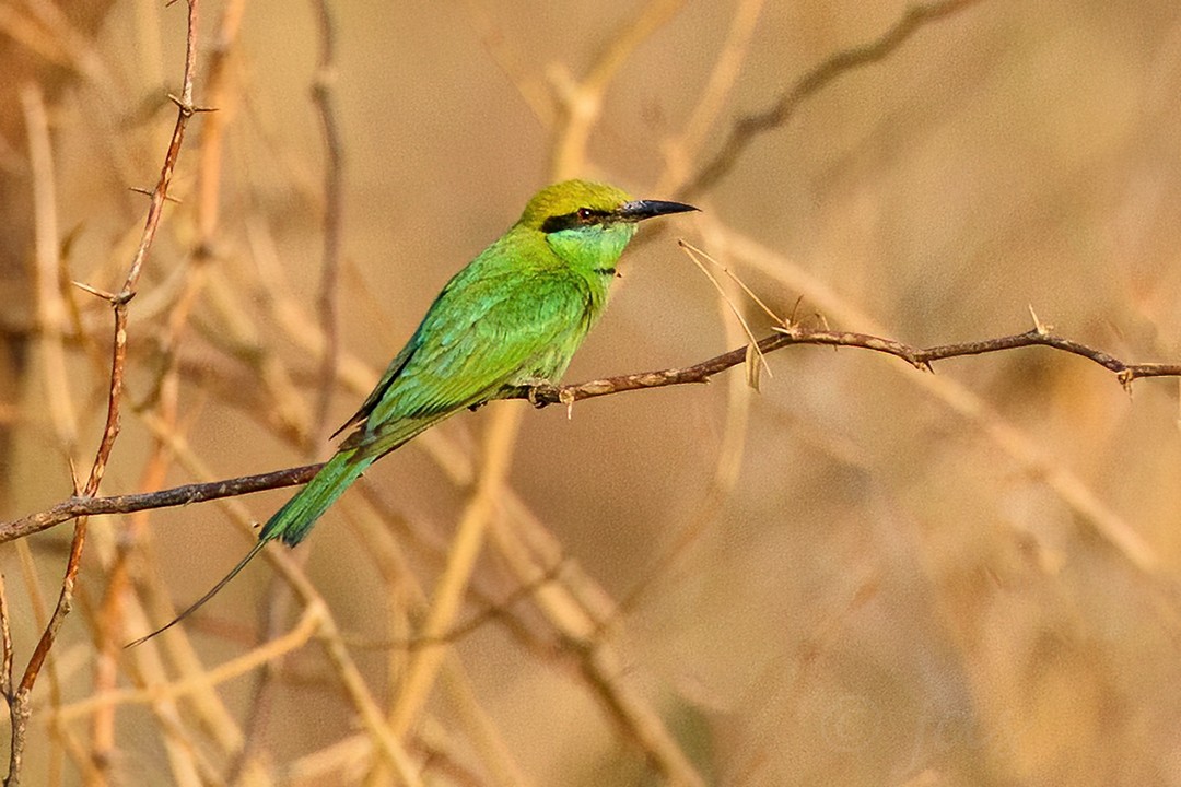Asian Green Bee-eater - ML620434242