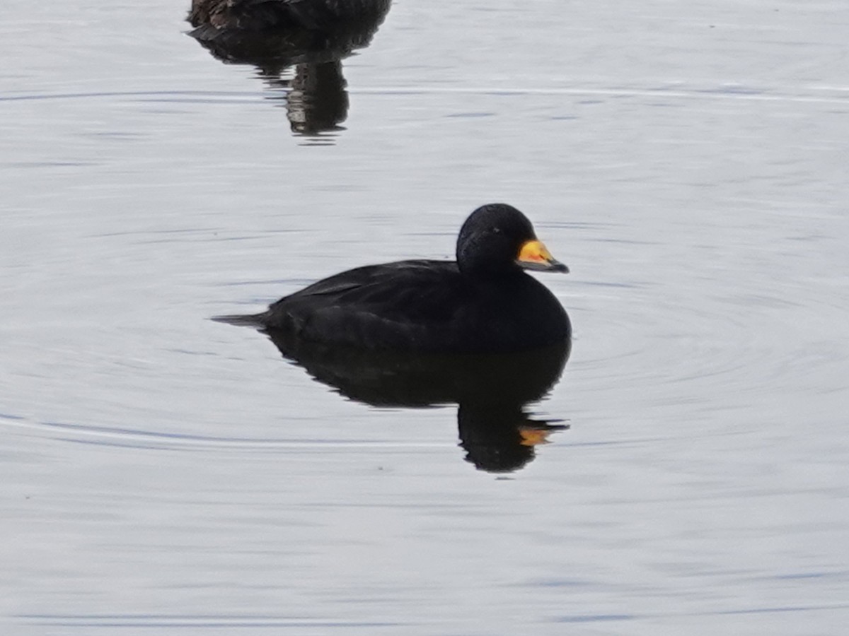 Black Scoter - ML620434243