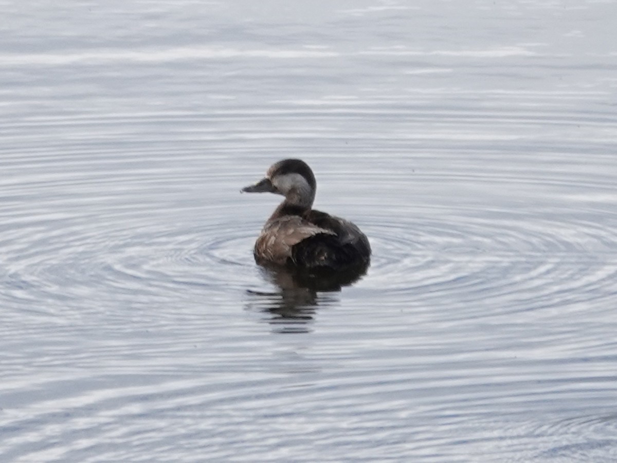 Black Scoter - Barry Reed