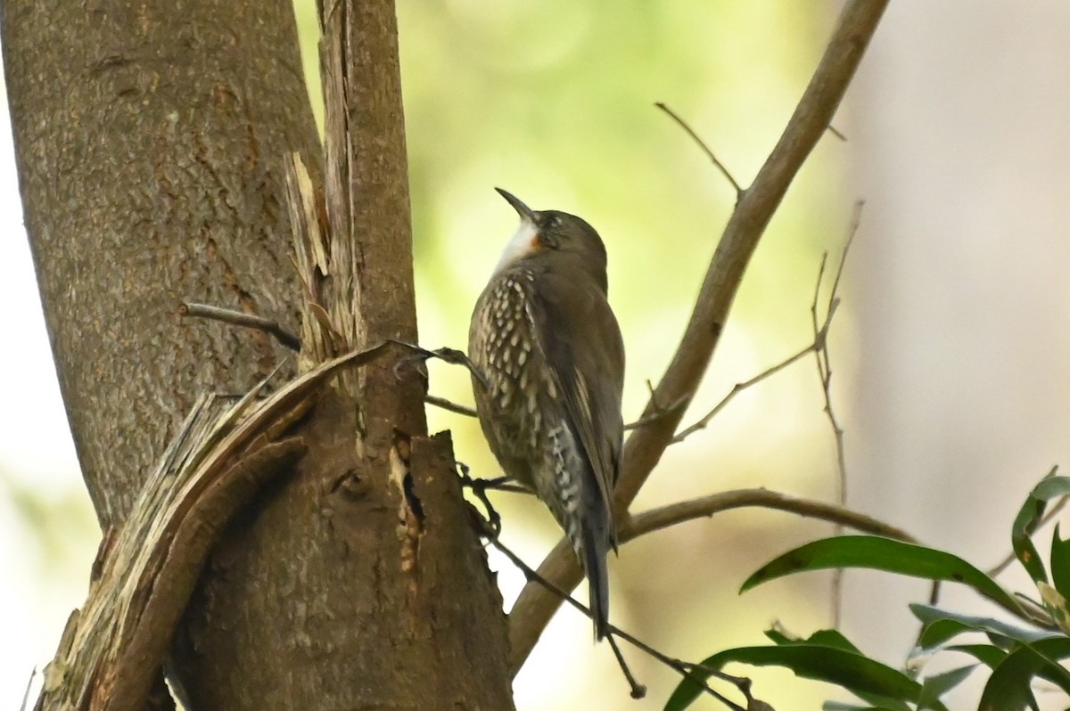 White-throated Treecreeper - ML620434245