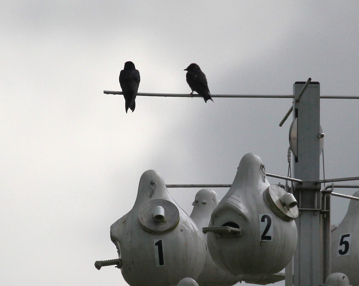 Purple Martin - ML620434256