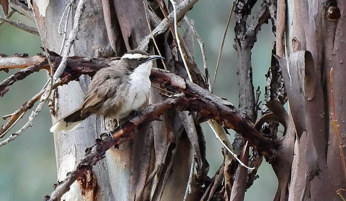 White-browed Babbler - ML620434260