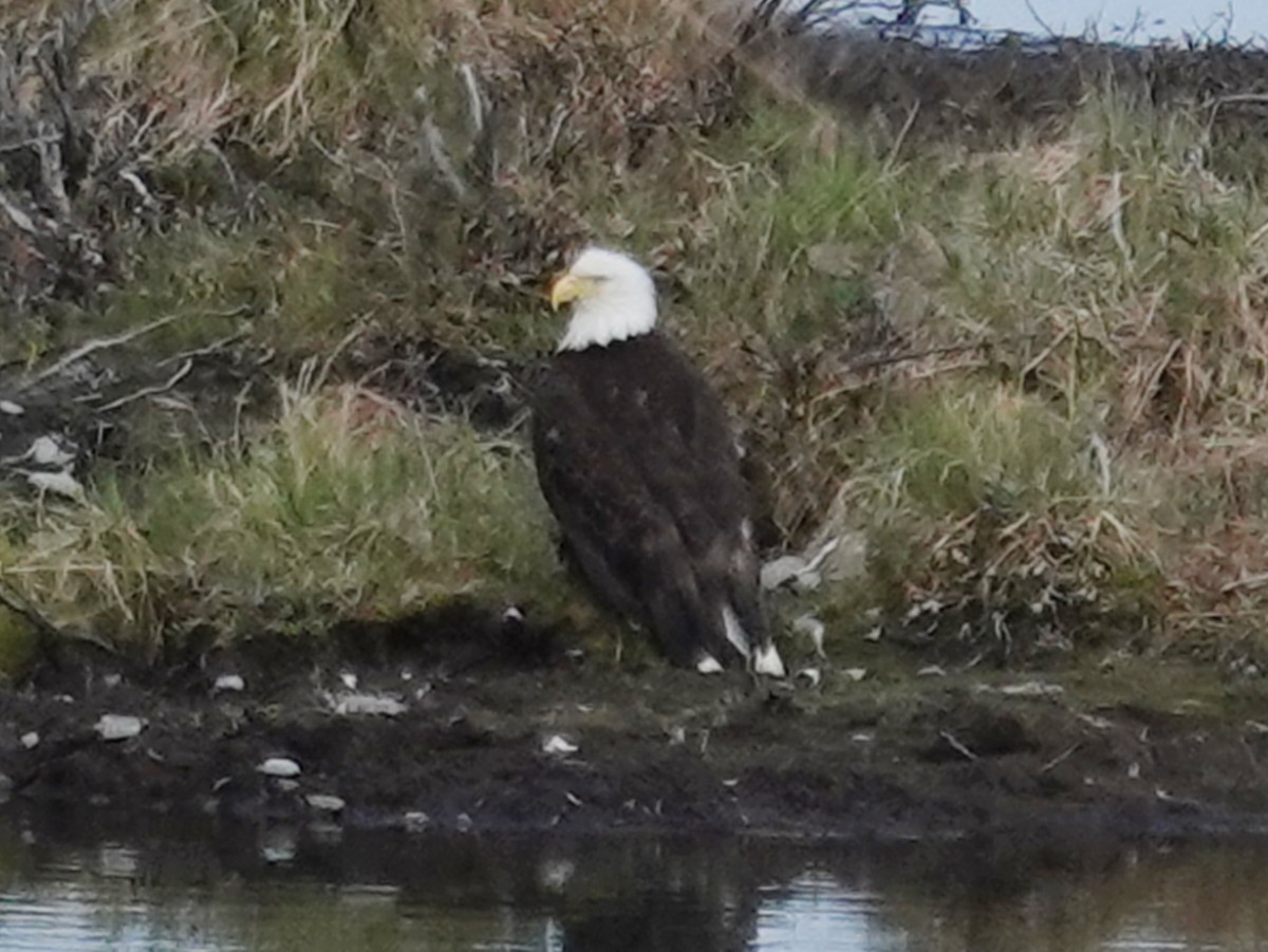 Bald Eagle - ML620434262