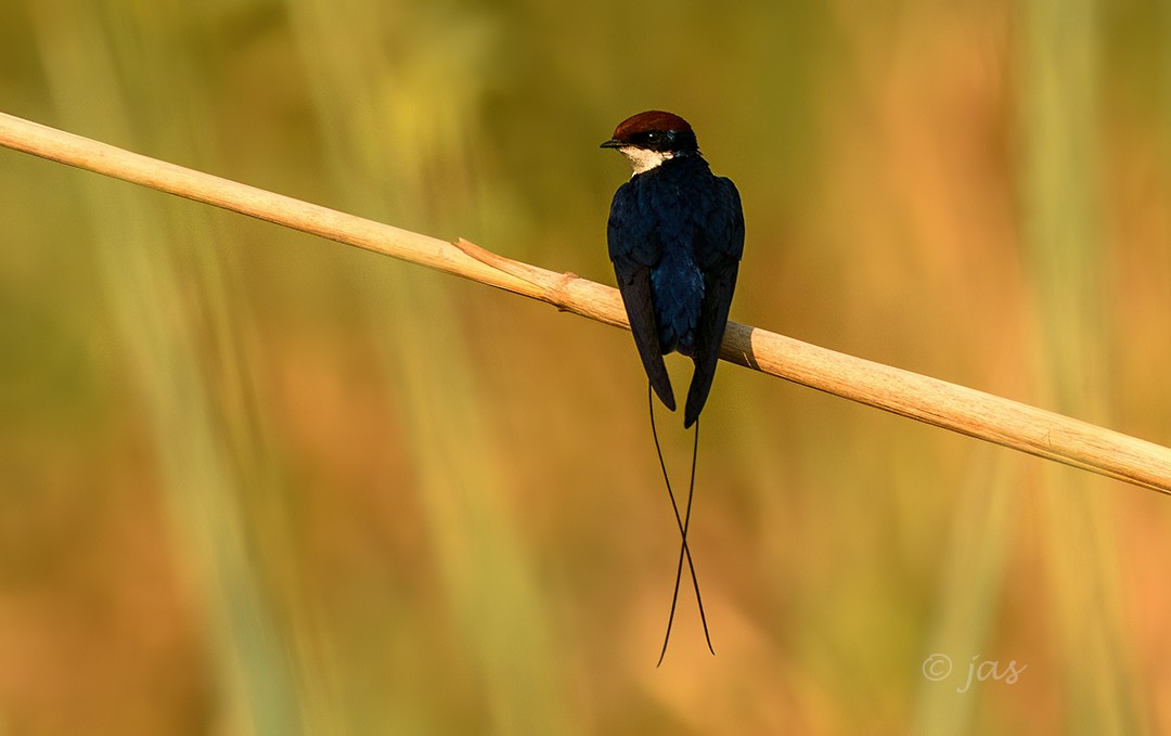 Wire-tailed Swallow - ML620434266