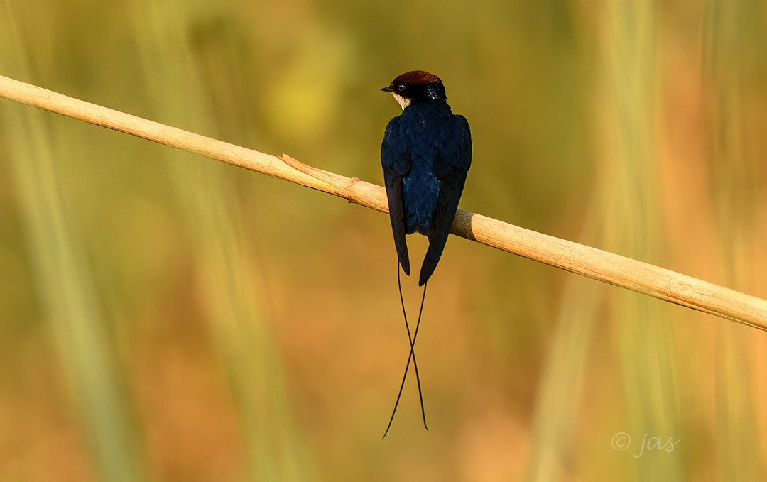 Wire-tailed Swallow - ML620434267
