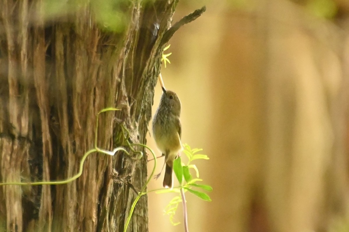 Brown Thornbill - ML620434268