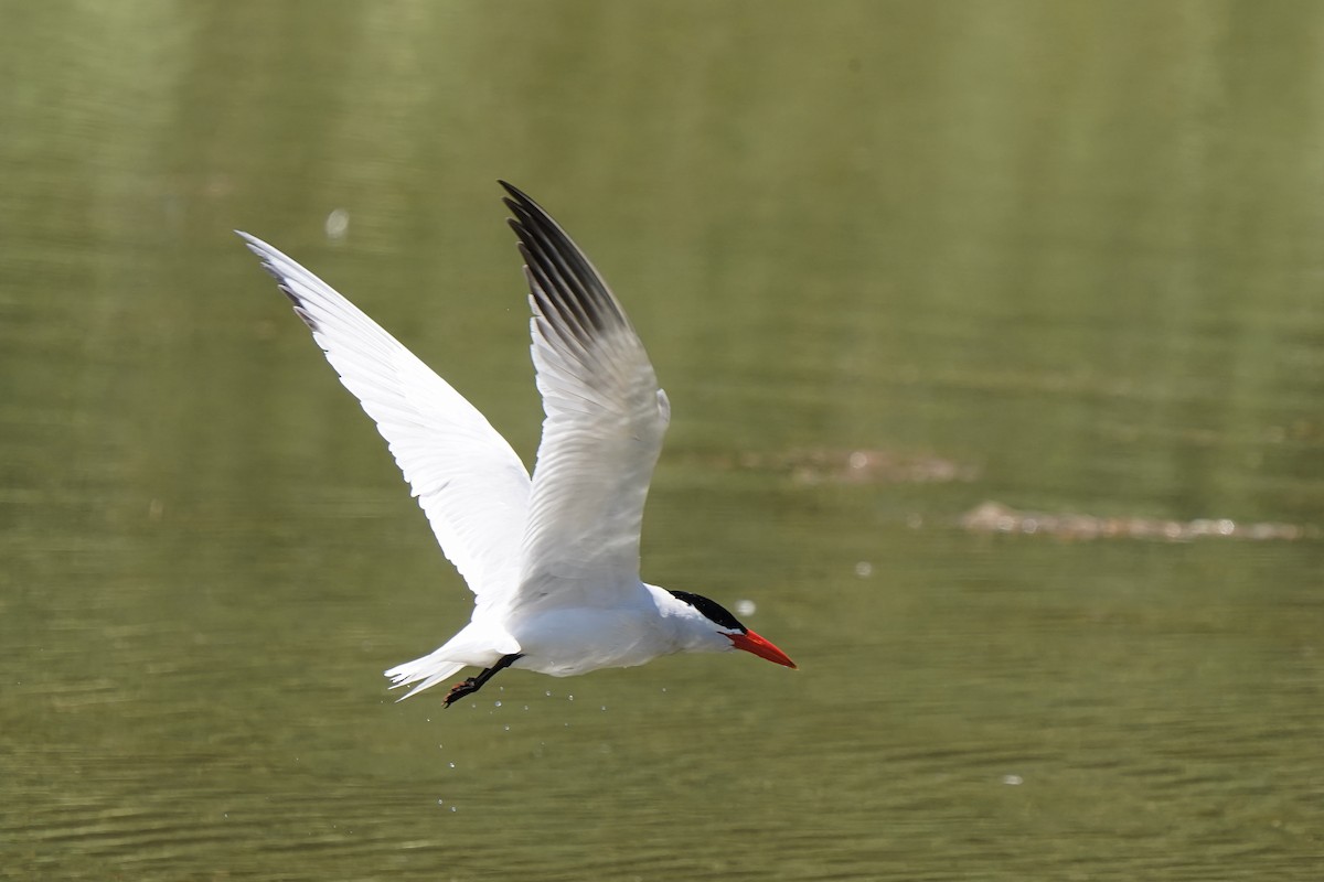 Caspian Tern - ML620434270