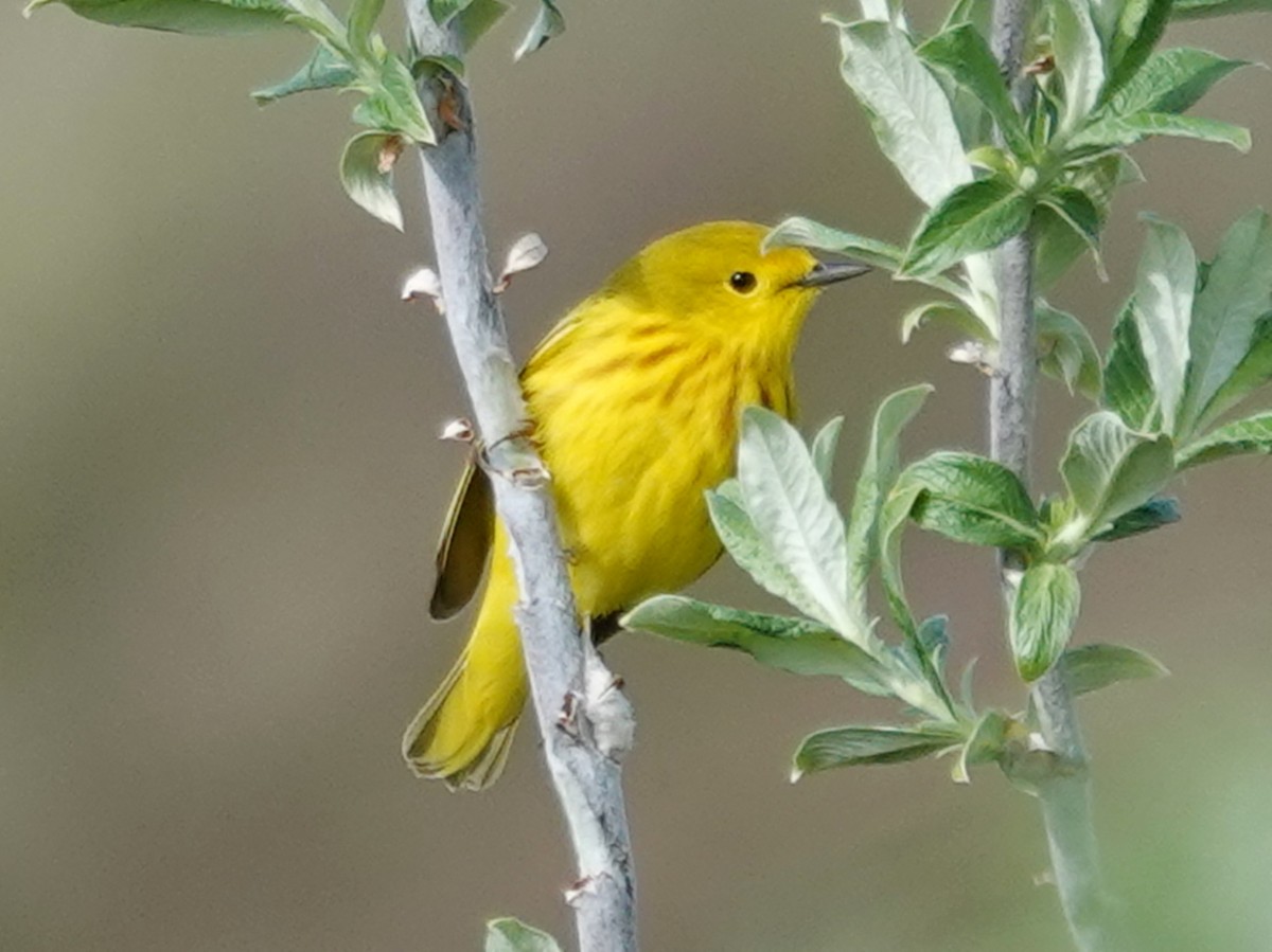 Yellow Warbler (Northern) - ML620434274