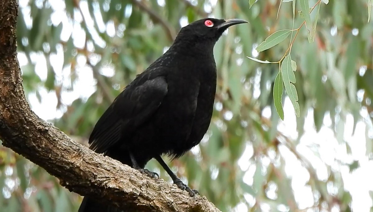 White-winged Chough - ML620434275