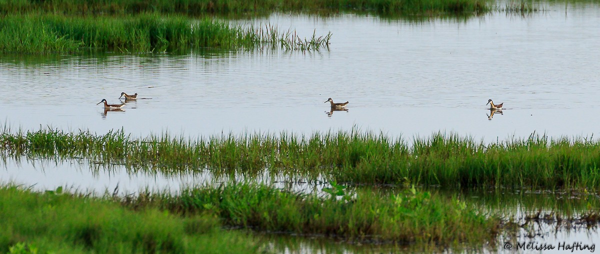 hvithalesvømmesnipe - ML620434277