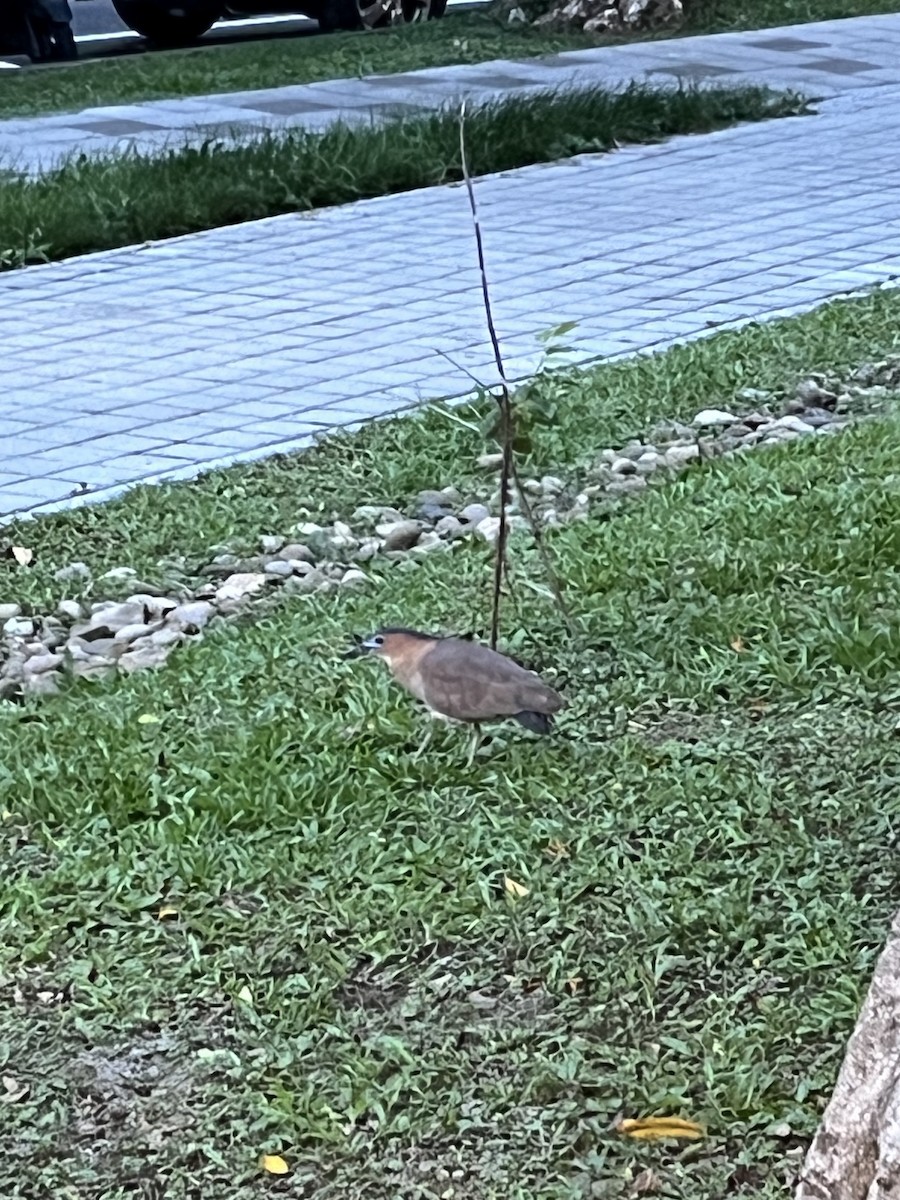 Malayan Night Heron - ML620434283