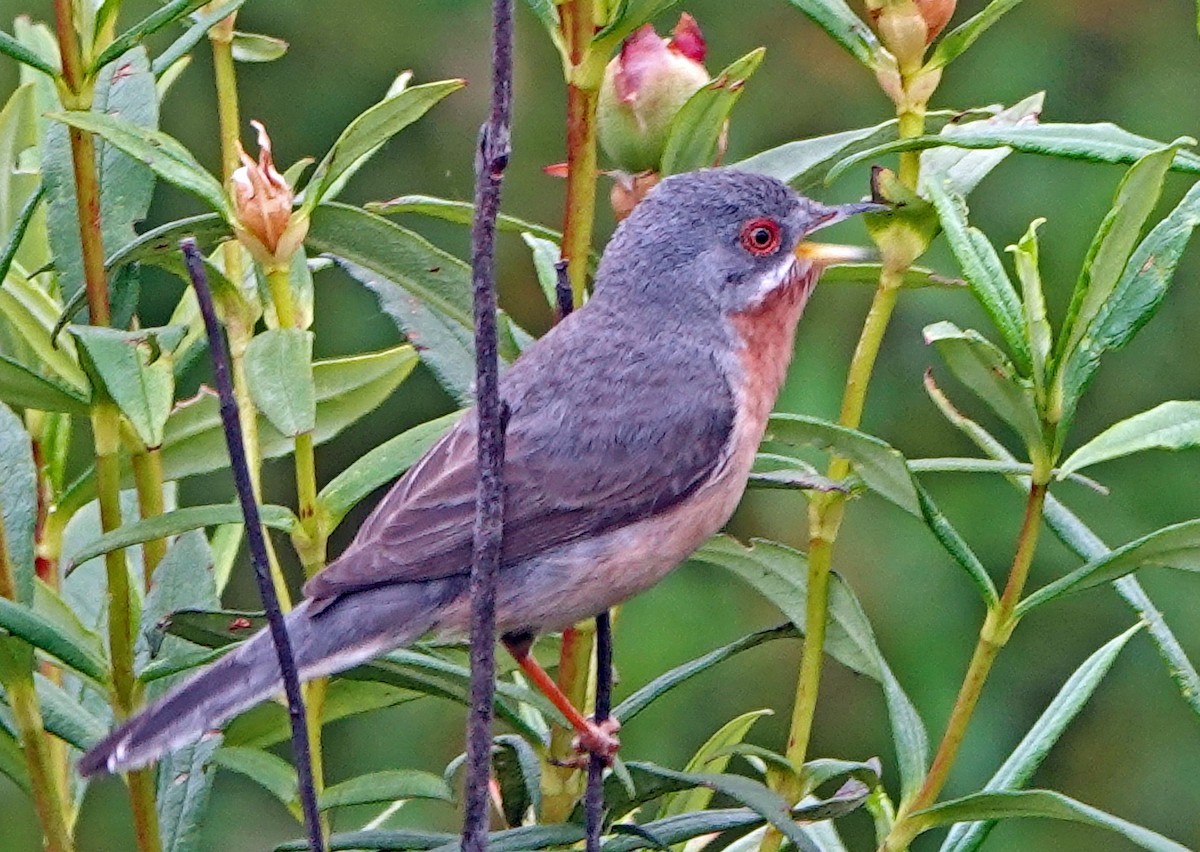 Western Subalpine Warbler - ML620434285