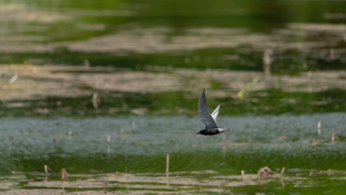 Black Tern - ML620434291