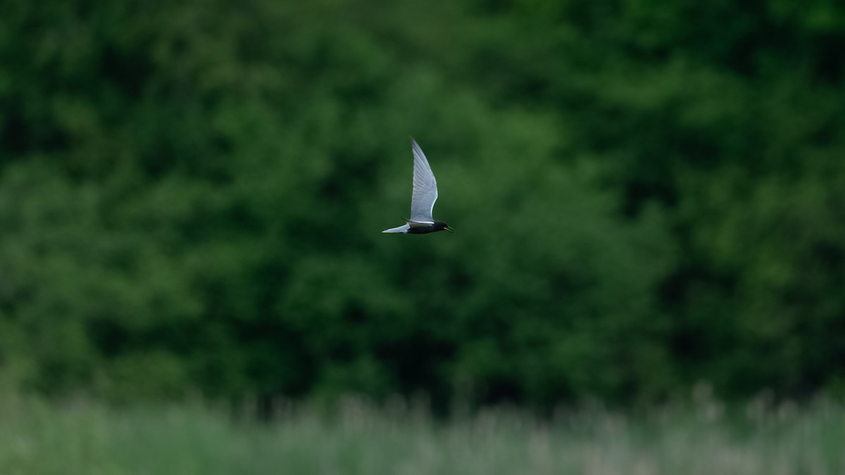 Black Tern - ML620434292