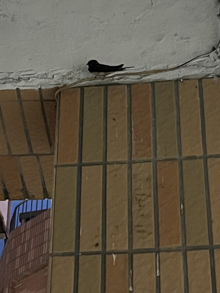 Barn Swallow - ML620434296