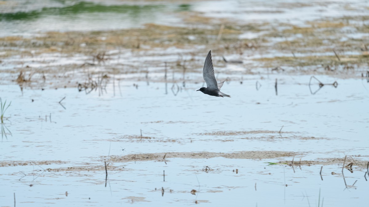 Black Tern - Aaron Barker