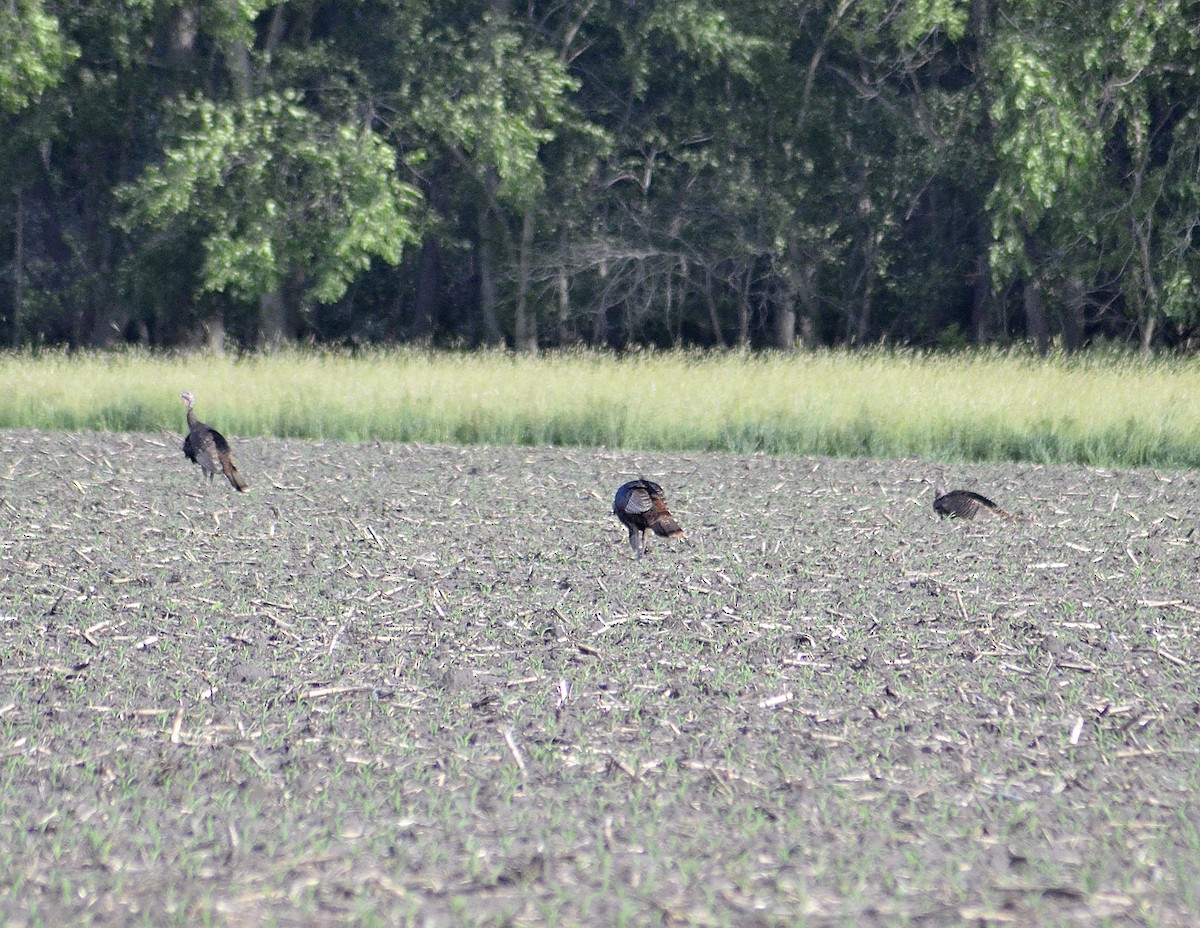 Wild Turkey - ML620434301