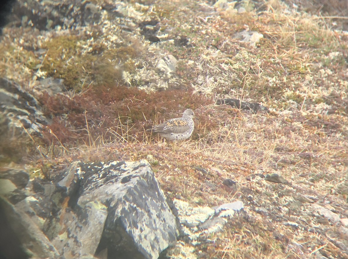 Surfbird - ML620434312