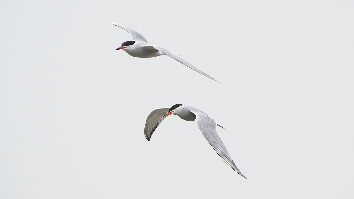 Common Tern - ML620434313