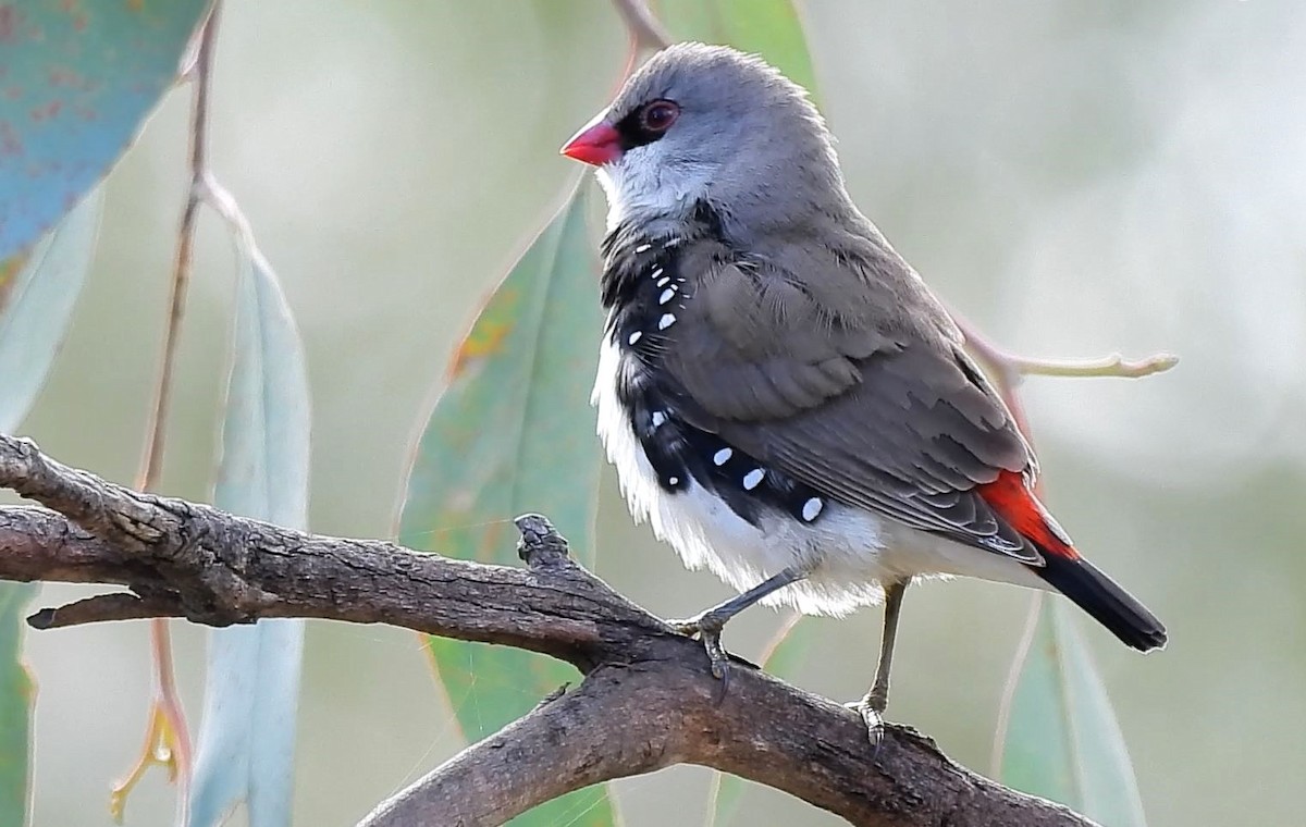 Diamond Firetail - ML620434315