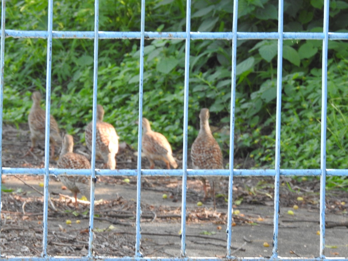 Gray Francolin - ML620434316