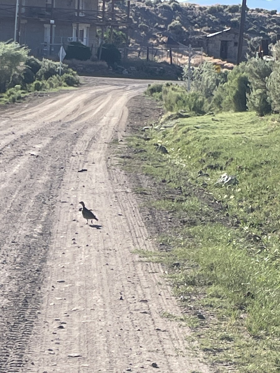 Greater Sage-Grouse - ML620434318