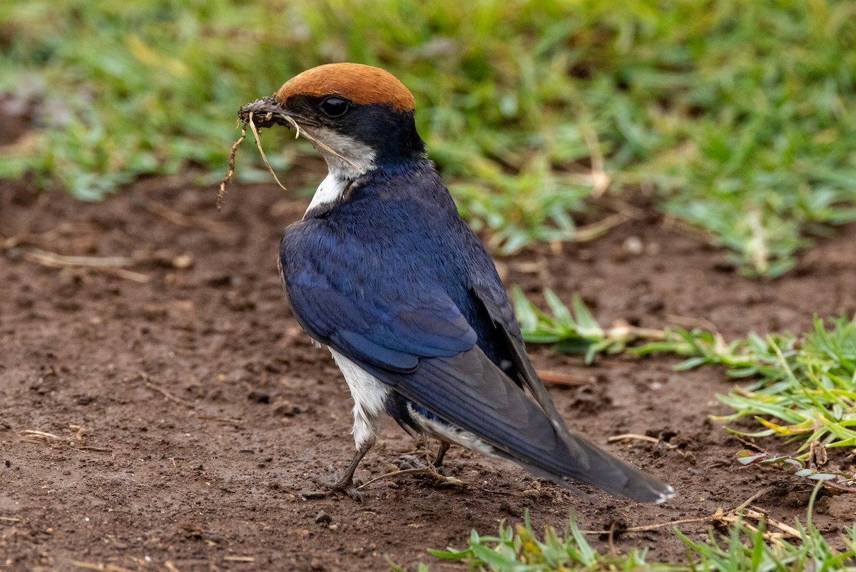 Wire-tailed Swallow - ML620434324