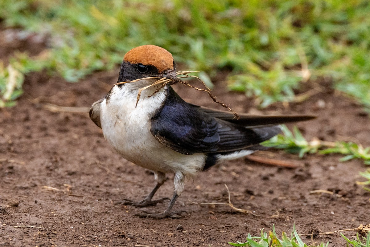 Wire-tailed Swallow - ML620434325