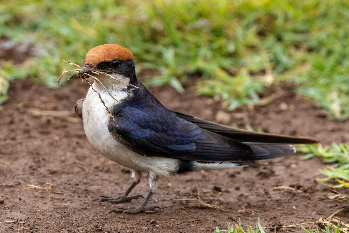 Wire-tailed Swallow - ML620434326