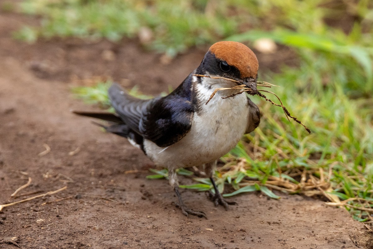 Wire-tailed Swallow - ML620434327