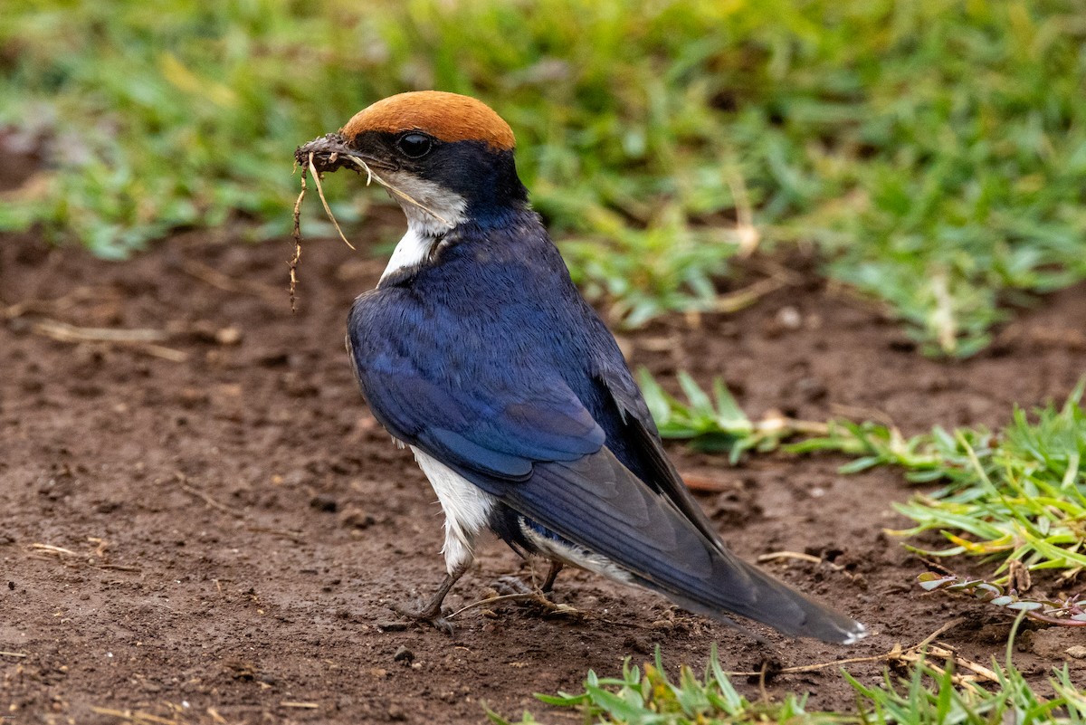 Wire-tailed Swallow - John Hannan