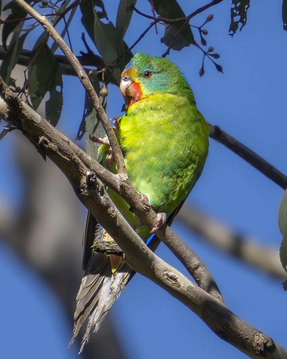 Swift Parrot - ML620434330