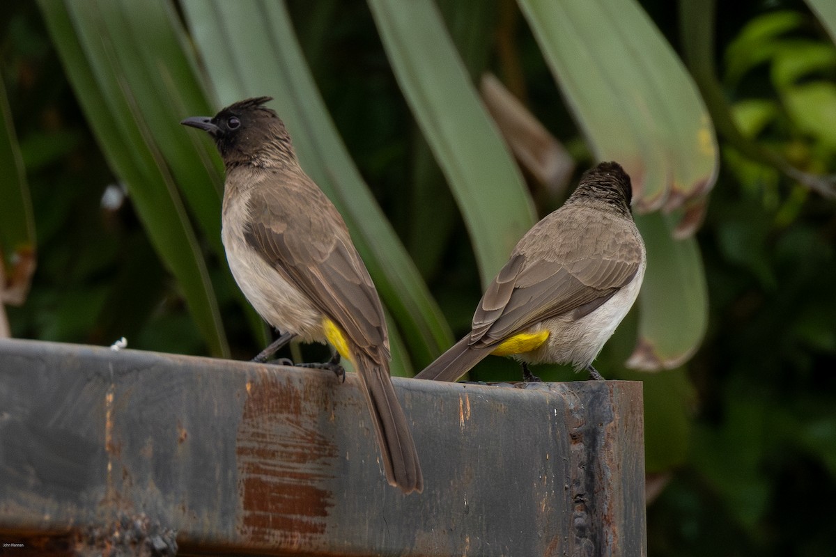 Common Bulbul - ML620434331