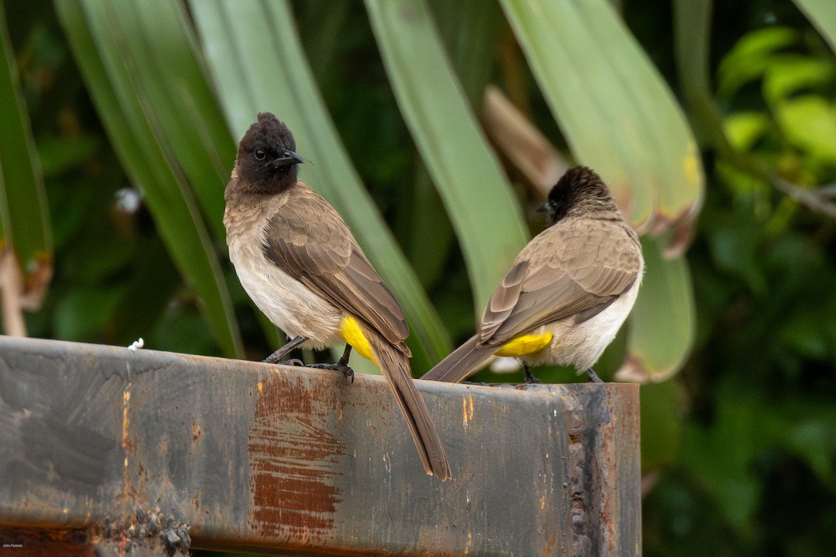 Bulbul des jardins - ML620434333