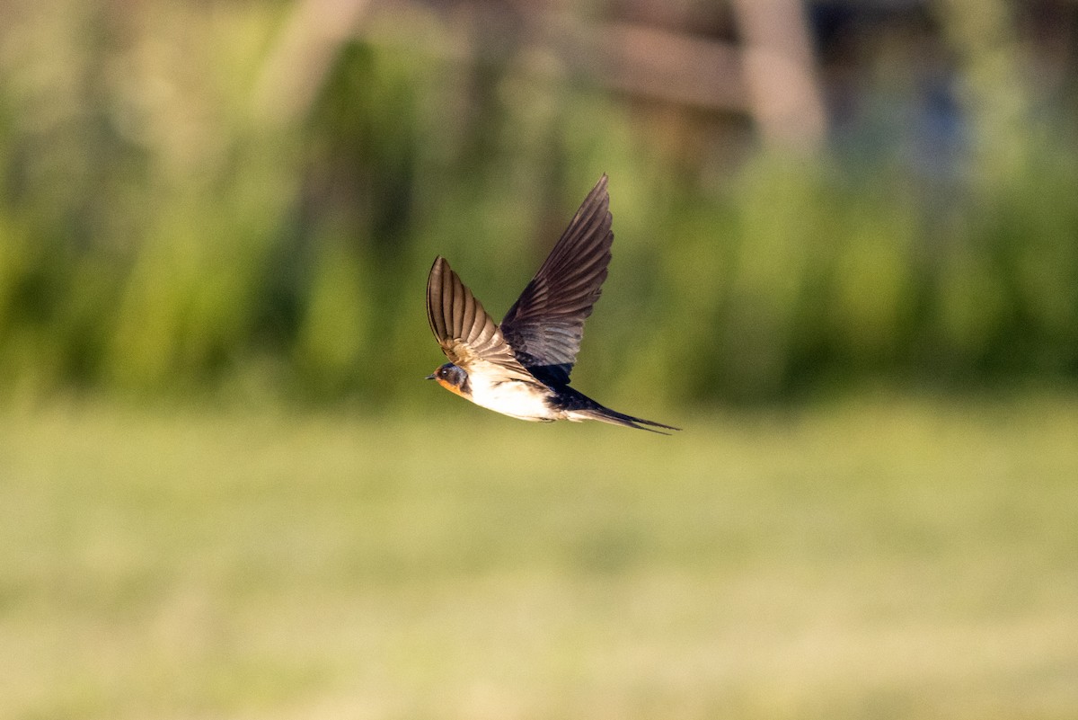 Barn Swallow - ML620434336