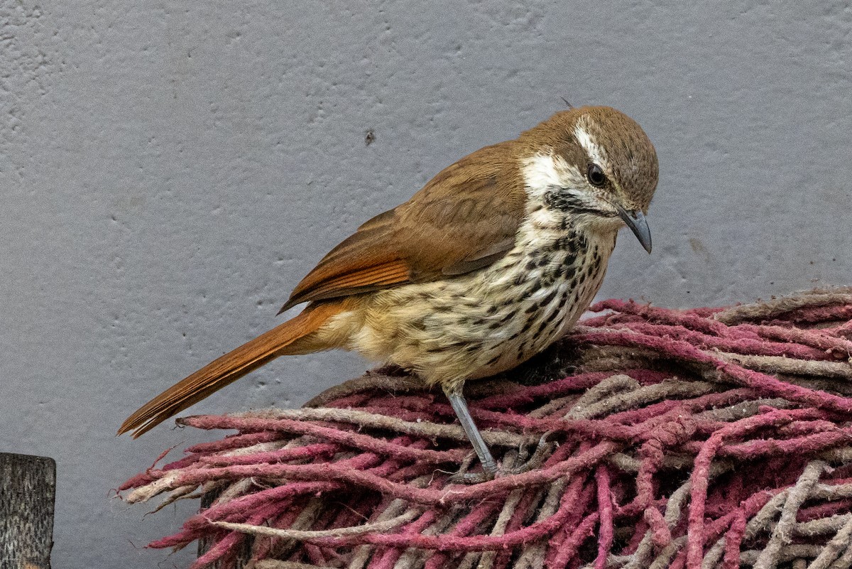 Spotted Morning-Thrush - ML620434338