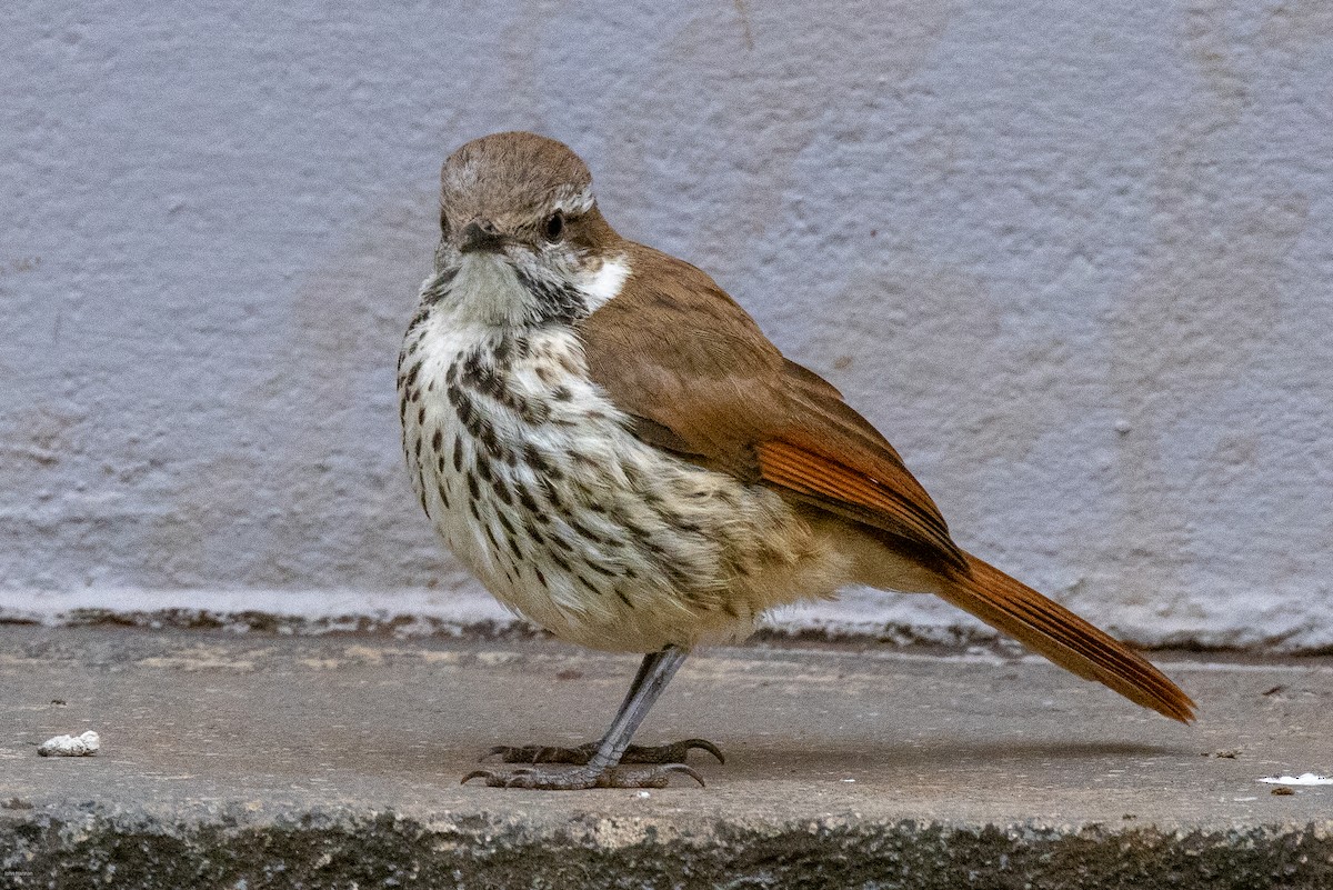 Spotted Morning-Thrush - ML620434339