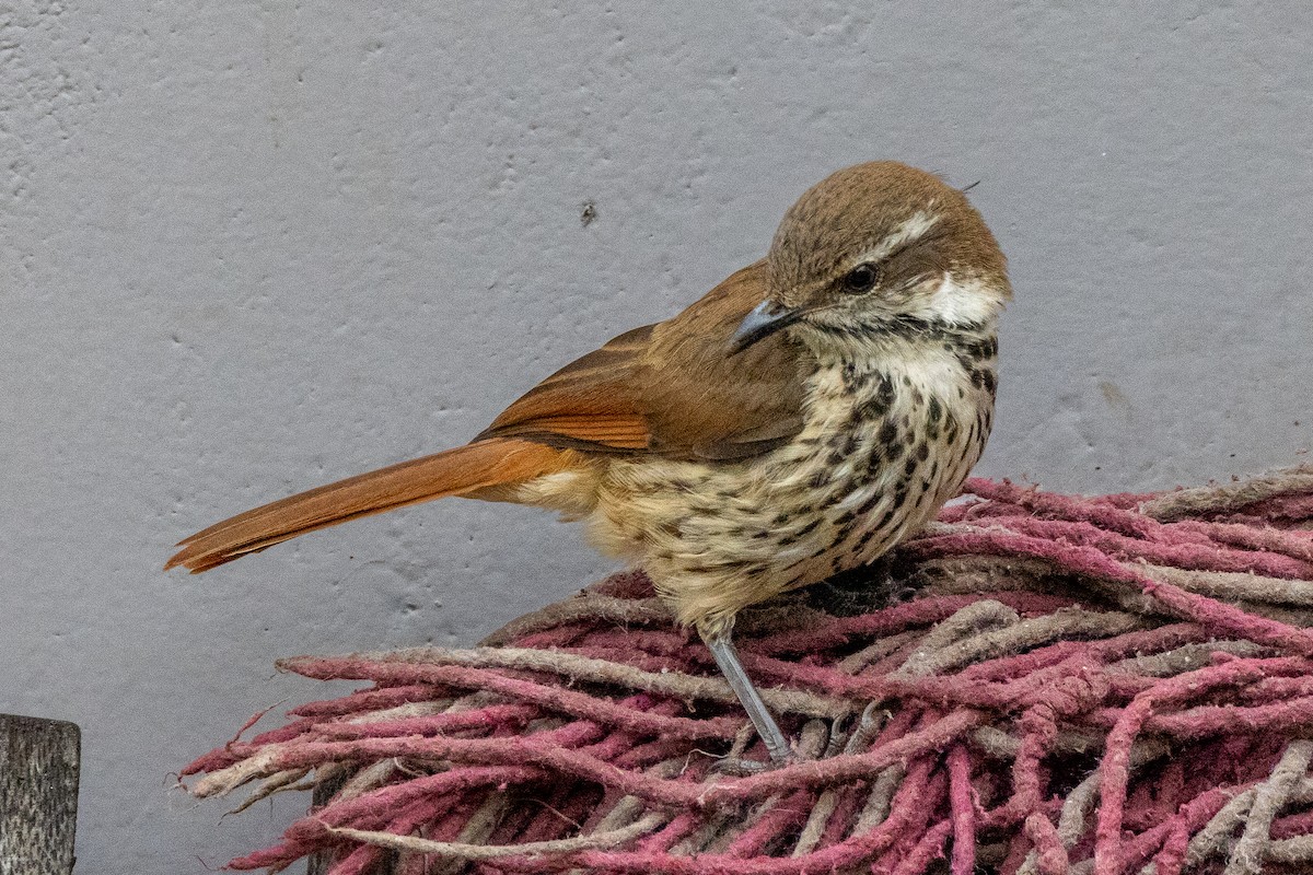 Spotted Morning-Thrush - ML620434340