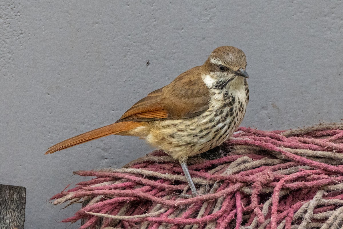 Spotted Morning-Thrush - John Hannan