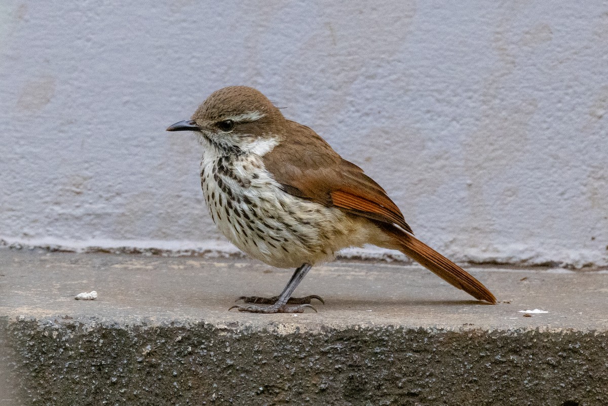 Spotted Morning-Thrush - ML620434344