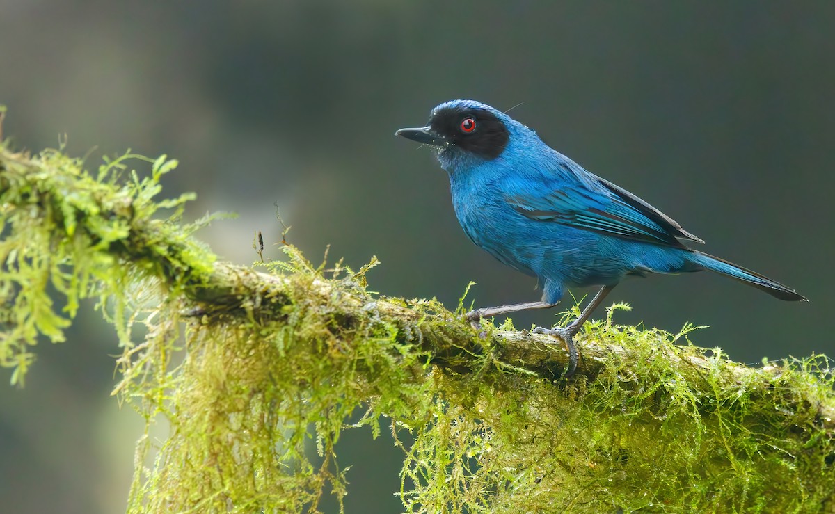 Masked Flowerpiercer (cyanea Group) - ML620434346