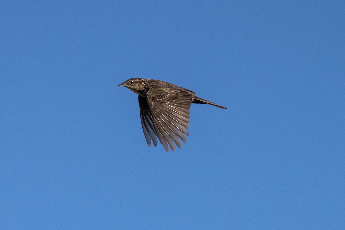 Red-winged Blackbird - ML620434347