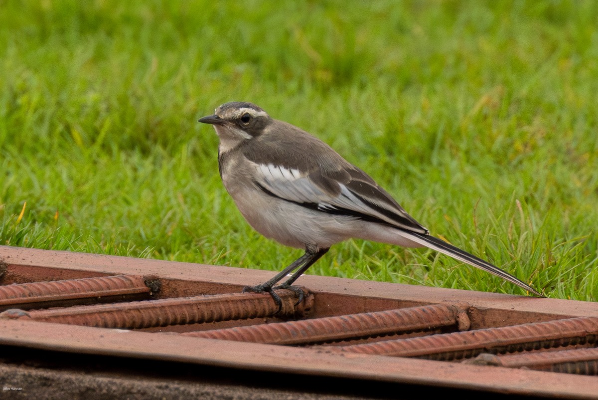 African Pied Wagtail - ML620434351