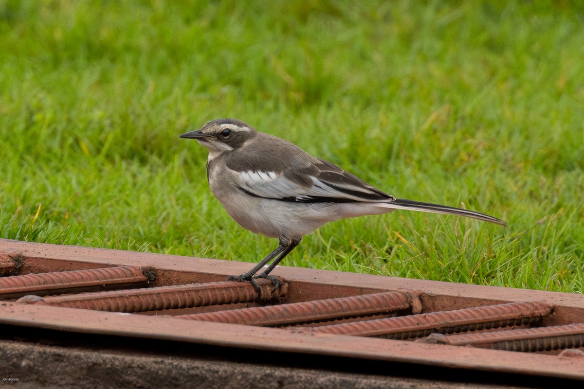 African Pied Wagtail - ML620434352