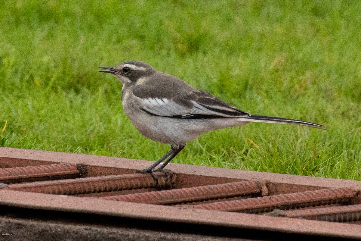 African Pied Wagtail - ML620434353
