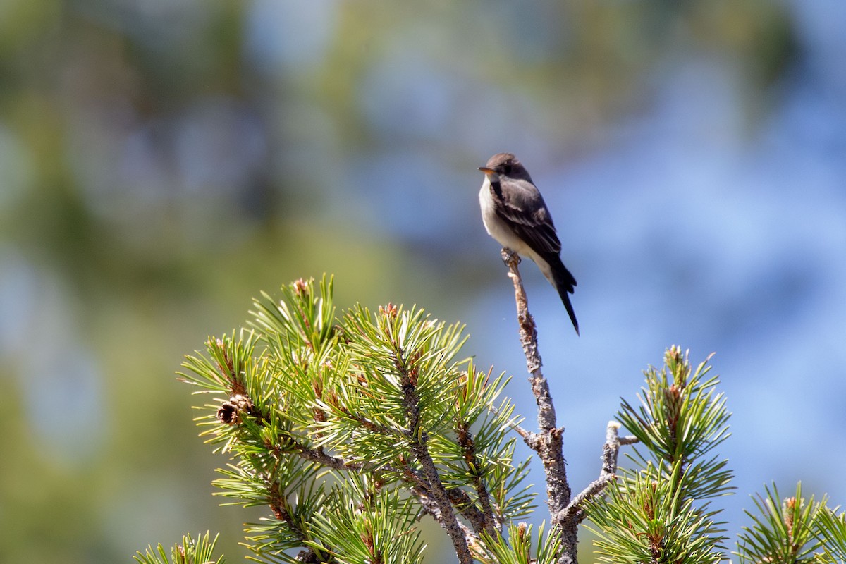 Western Wood-Pewee - ML620434354