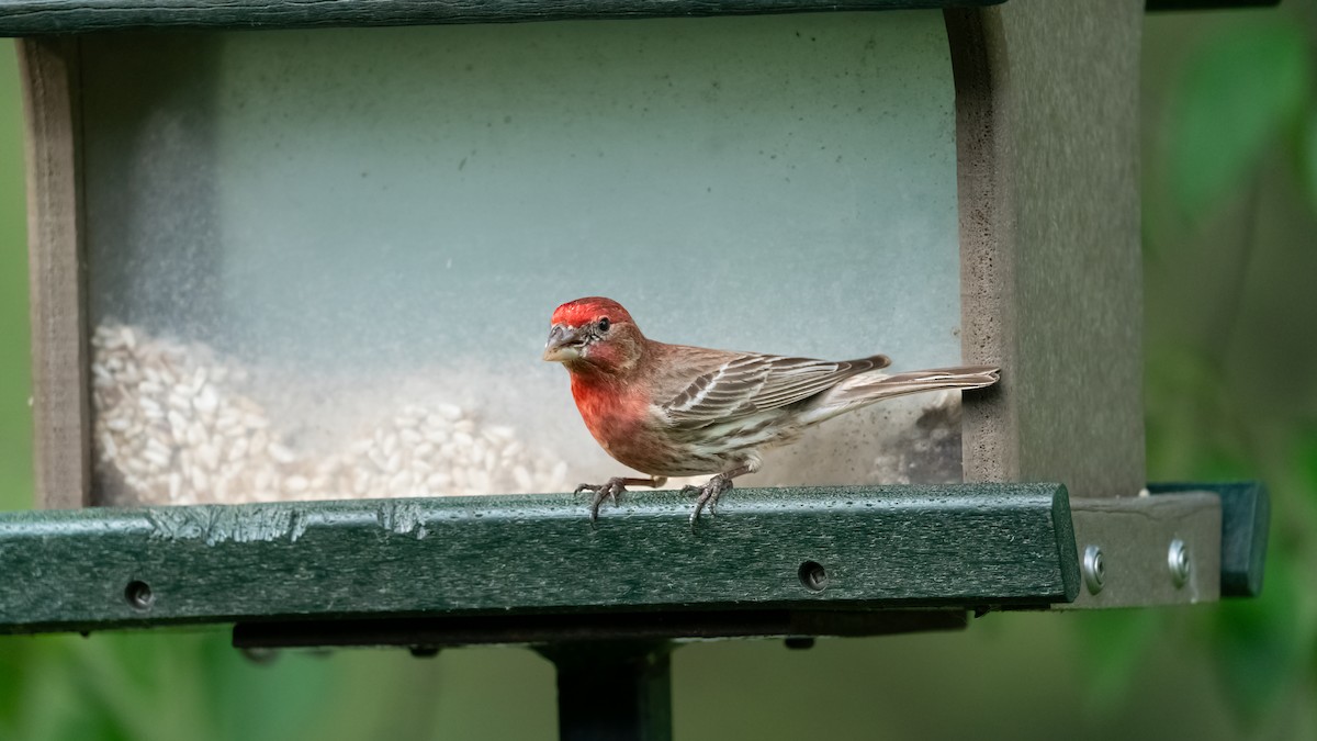 House Finch - ML620434356