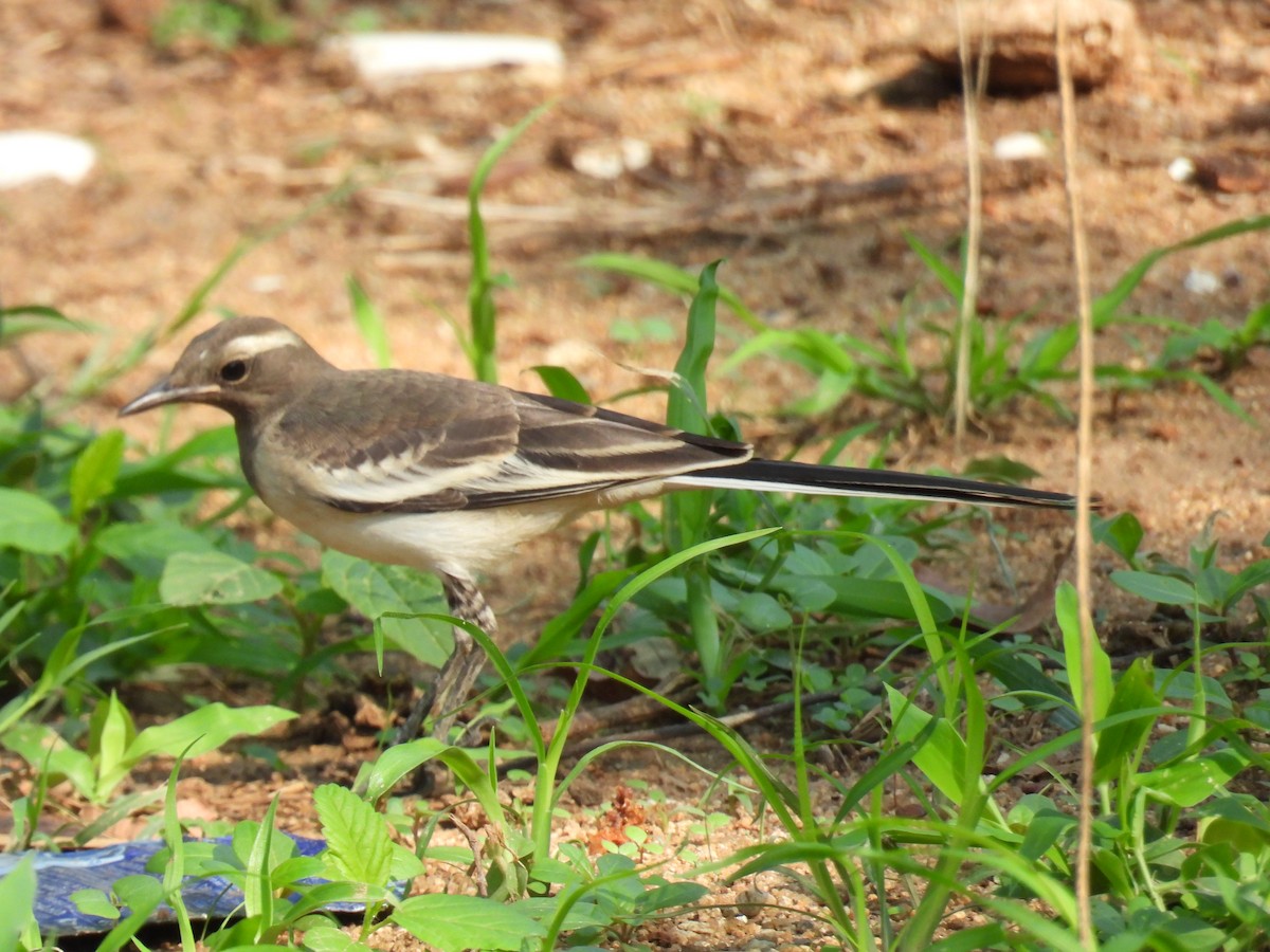 White-browed Wagtail - ML620434357